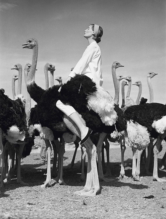 Norman Parkinson, Wenda and Ostriches, Oudtshoorn, South Africa, for British Vogue, May , 1951