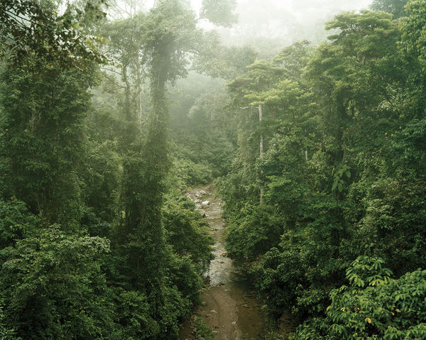 Olaf Otto Becker, PRIMARY FOREST 11, MALAYSIA, 2012