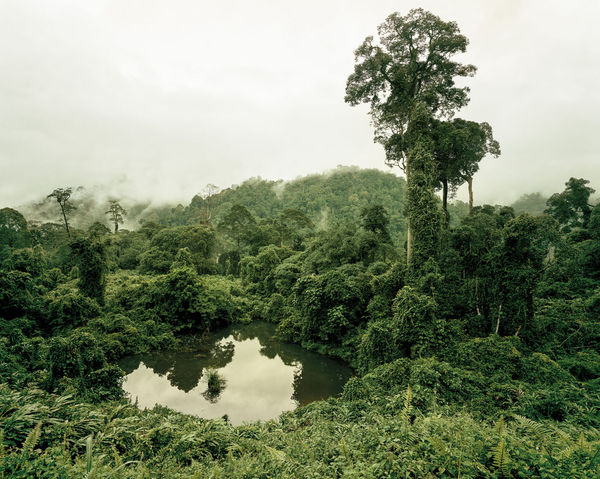 Olaf Otto Becker, PRIMARY FOREST 02, LAKE, MALAYSIA, 2012