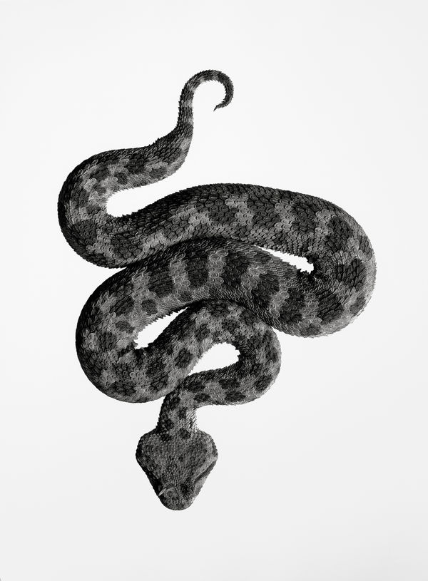 Jan C. Schlegel, Cerastes Cerastes, 2021