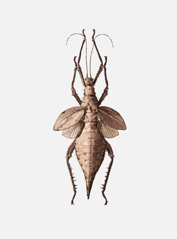 Jan C. Schlegel, Heteropteryx Dilatata (Malaysia), 2017