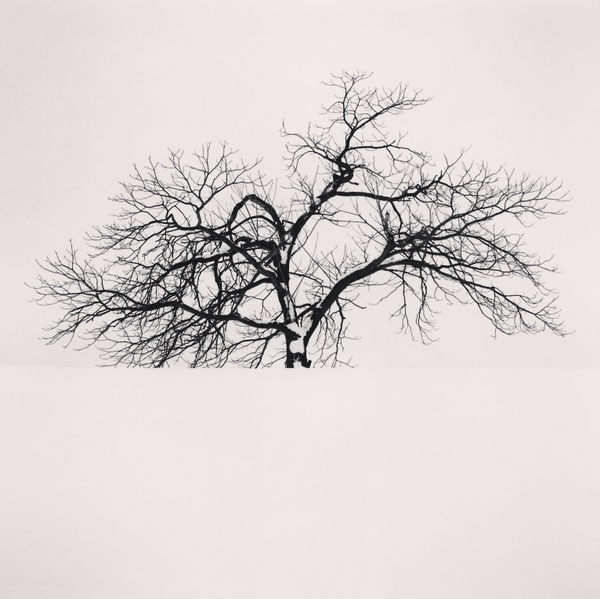 Michael Kenna, Frozen Tree, Omura, Hokkaido, Japan, 2008