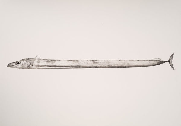 Jan C. Schlegel, Trichiurus Lepturus, 2019