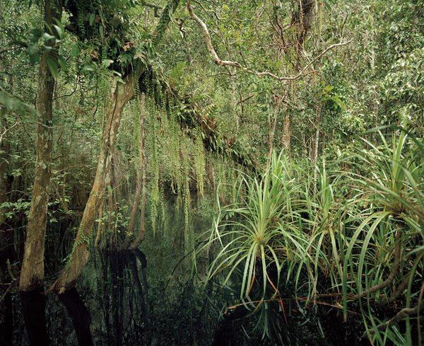 Olaf Otto Becker, PRIMARY SWAMP FOREST 04, BLACK WATER, SOUTH KALIMANTAN, INDONESIA, 2012