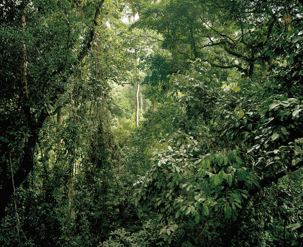 Olaf Otto Becker, PRIMARY FOREST 08, CANOPY, MALAYSIA, 2012
