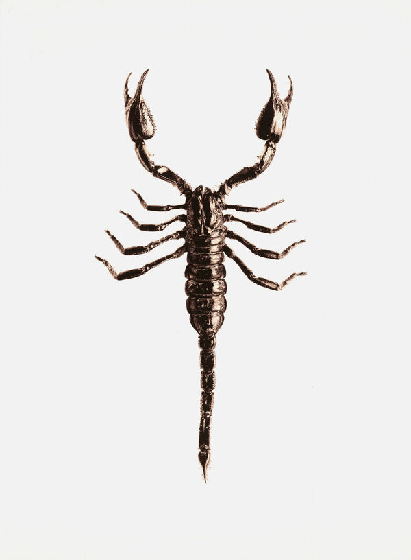 Jan C. Schlegel, Heterometrus Sp. (india), 2017