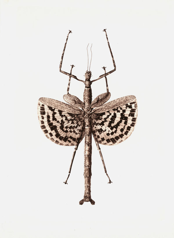 Jan C. Schlegel, Phasma Gigas (Indonesia), 2017