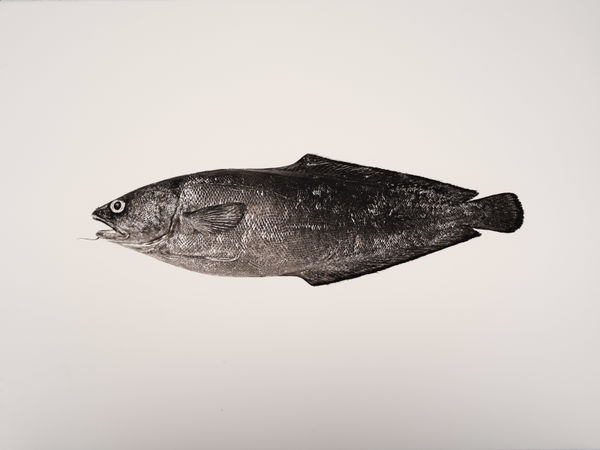 Jan C. Schlegel, Phycis Phycis, 2019