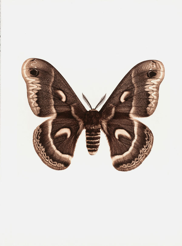 Jan C. Schlegel, Hyalophora Cecropia (Mexico), 2017