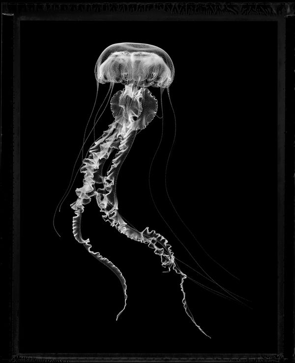 Jan C. Schlegel, Chrysaora Colorata, 2022
