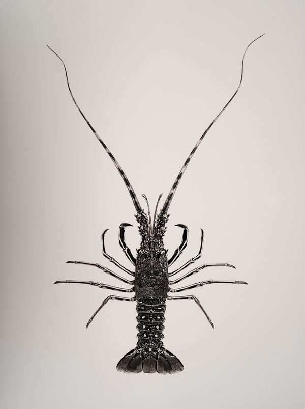 Jan C. Schlegel, Palinurus Elephas, 2019