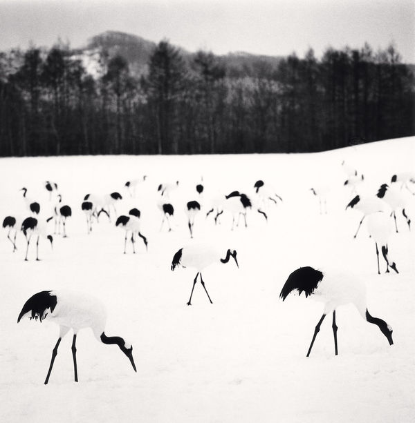 Michael Kenna, Flock of Red Crown Cranes, Tsurui, Hokkaido, Japan, 2005