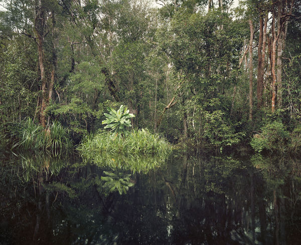 Olaf Otto Becker, Primary swamp forest 01, black water, Kalimantan, Indonesia, 03/2012