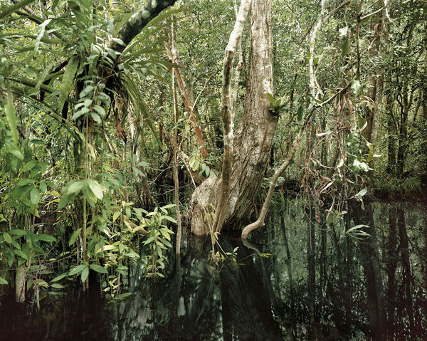 Olaf Otto Becker, Primary swamp forest 02, Black Water, South Kalimantan, Indonesia, 2012