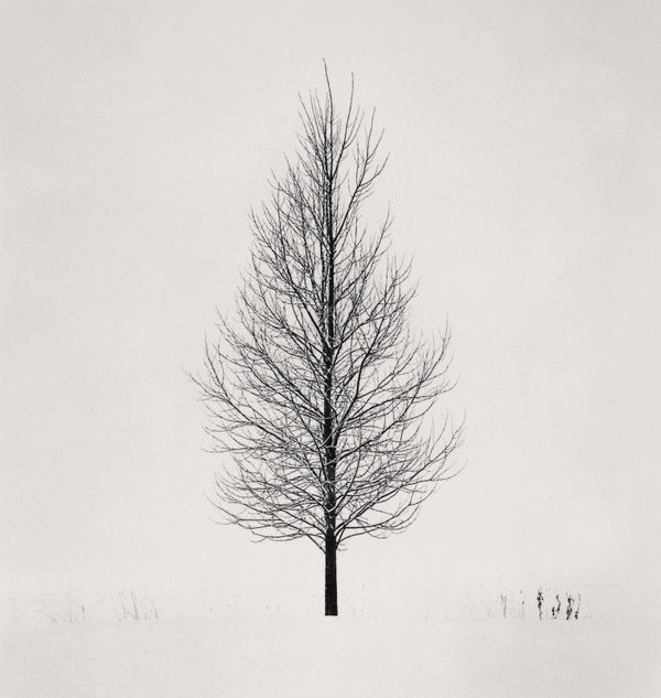 Michael Kenna, Tree Portrait, Study 5, Wakoto, Hokkaido, Japan, 2005