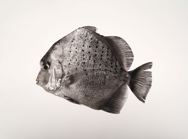 Jan C. Schlegel, Scatophagus Argus, 2019
