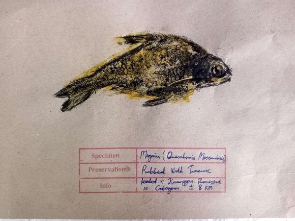 SIllyndris, The Inland Catch 1, 2025