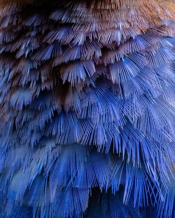 Farra Lie, Pengejaran 2, 2024