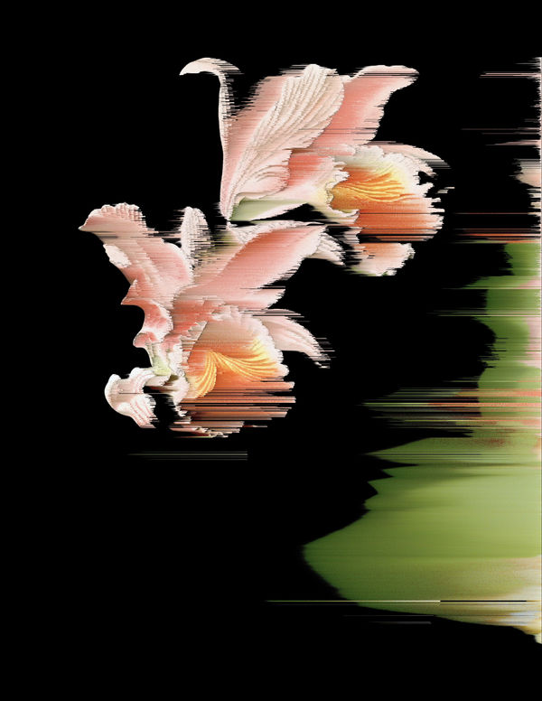 Andrea Wolf L697451 (Pink Easter Cattleya / Orquídea de Pascua rosada), 2024 Lenticular fine art print of a digitally manipulated image created through a pixel-sorting algorithm. 65 x 50 cm