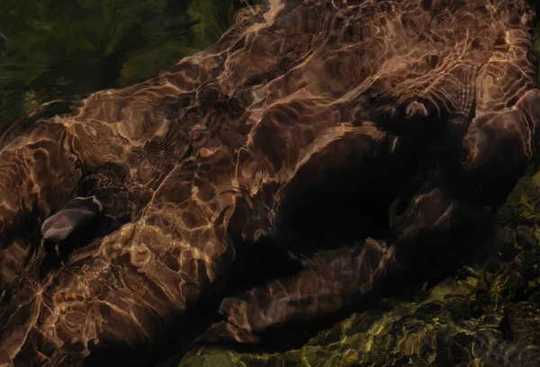 Francisco Allendes, Corpus Fluens IV, 2025