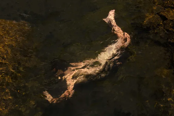 Francisco Allendes, Corpus Fluens VI, 2025