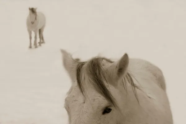 Jack Spencer, Snow Ponies, 2006