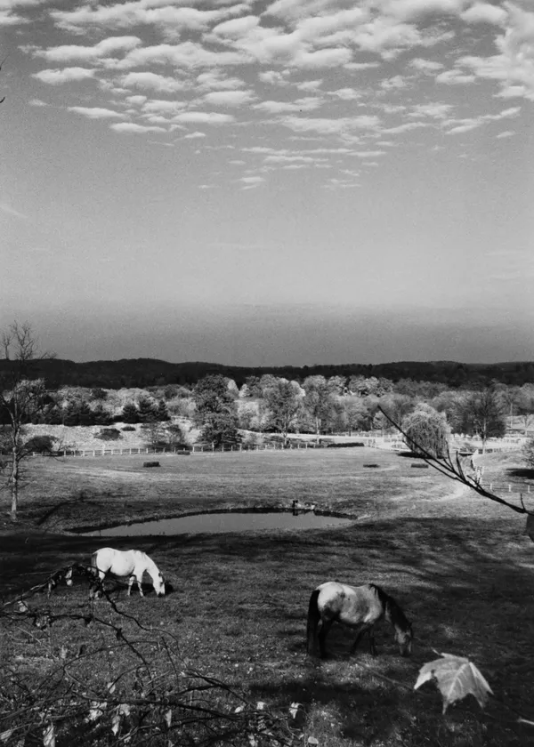 André Kertész, Mount Kisco, New York, Horses