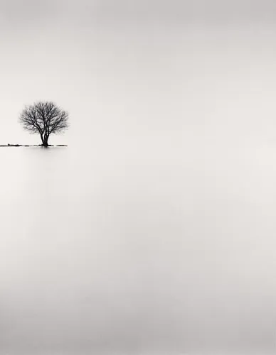 Michael Kenna, Biwa Lake Tree, Study #2, 2002