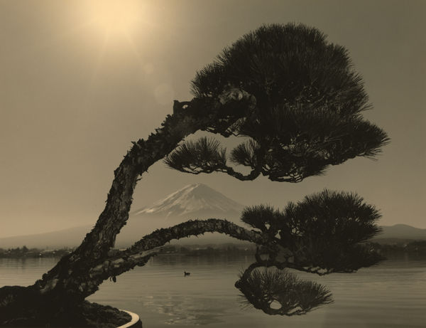 Yamamoto Masao, Bonsai #4024, 2019