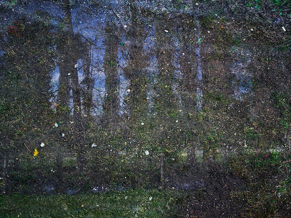 Abelardo Morell, Tent-Camera Image on Ground: Poplars along the Epte River, Giverny, France , 2016