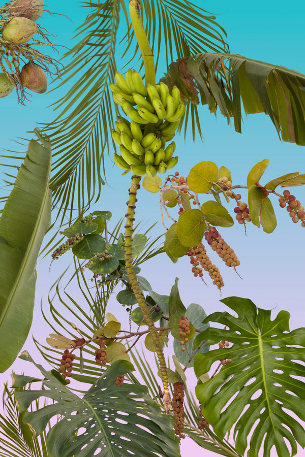 Fallen Fruit, All Tomorrow’s Parties / West Palm Beach, commissioned by Beth Rudin DeWoody collection, 2017