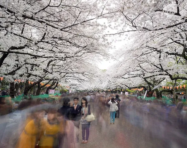Matthew Pillsbury, Hanami #1, Ueno Park, Wednesday April 2nd, 2014