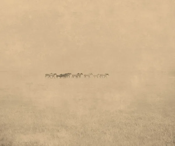 Jack Spencer, Horses 15, 2003