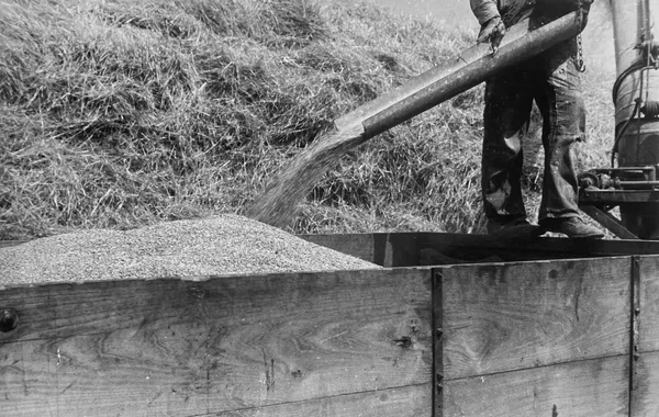Ben Shahn, Wheat harvest in the field; the grain, central, Ohio, 1938