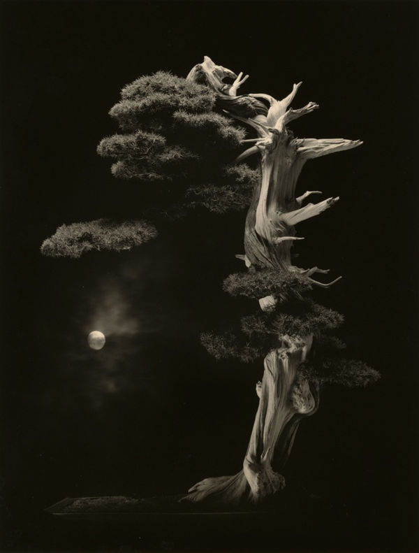 Yamamoto Masao, Bonsai #4001, 2018