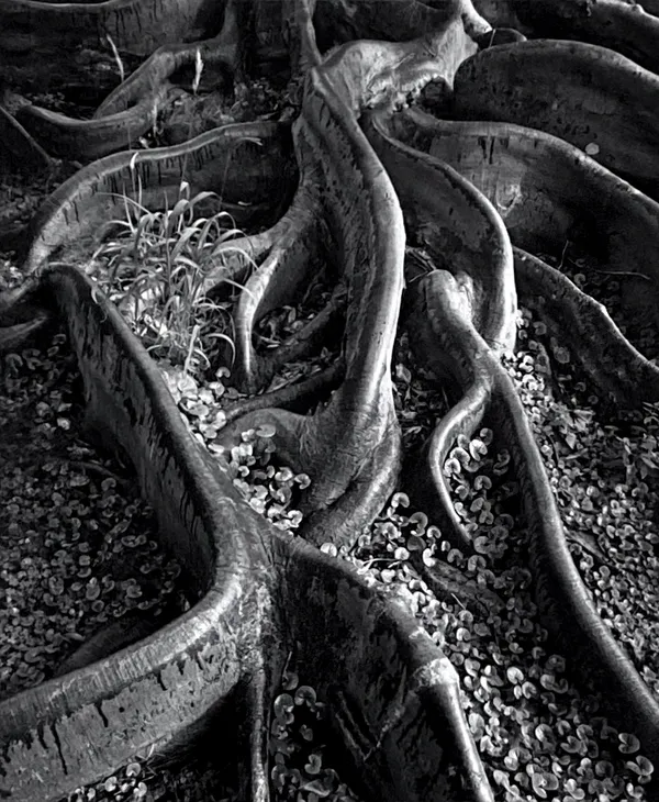 Ansel Adams, Roots, Foster Gardens, Honolulu, T. H., From Portfolio One: Twelve Photographic prints by Ansel Adams, 1948