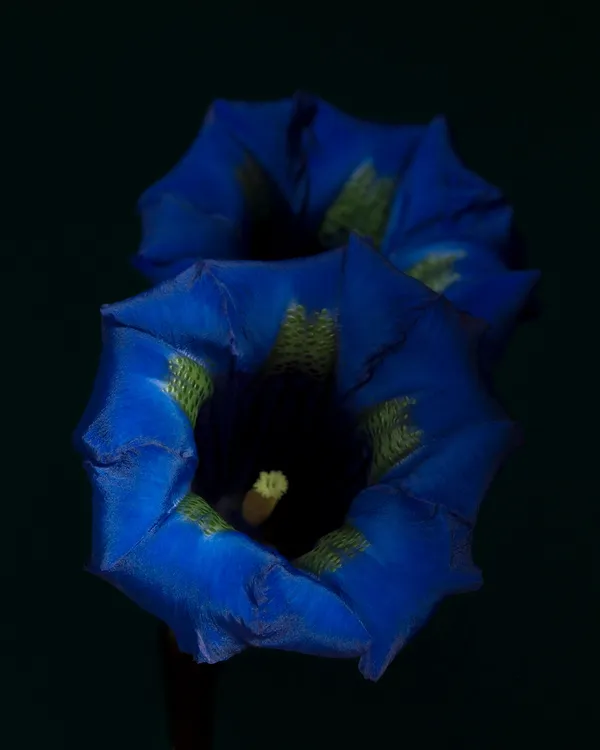 Ron Van Dongen, Gentiana acaulis-h. ‘Maxima’ (RSL027), 2015