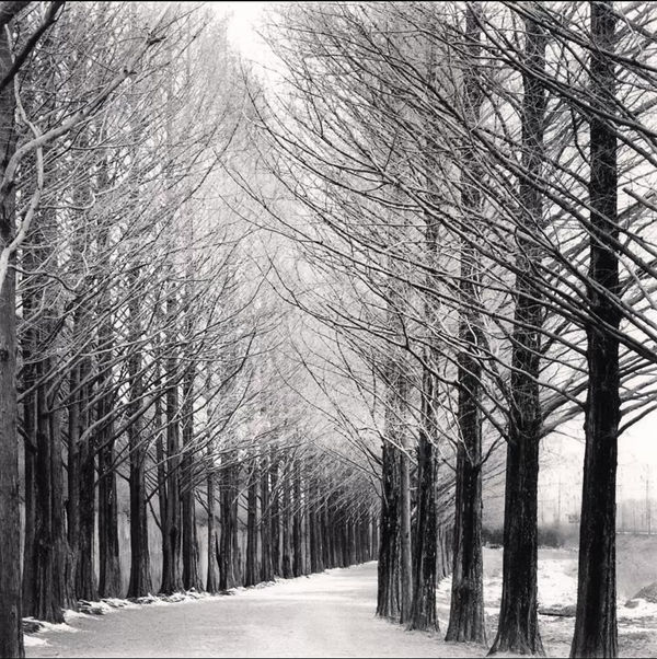 Michael Kenna, Alley of Trees, Damyang, Jeollanamdo, South Korea, 2012