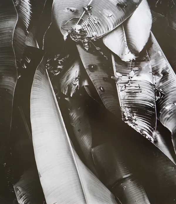 Brett Weston, Hawaii, 1984