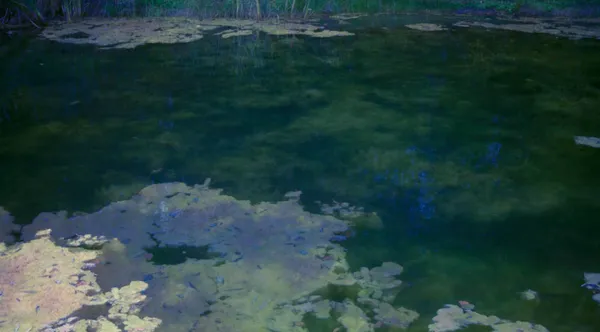 Erik Madigan Heck, A Return to Giverny, 2011