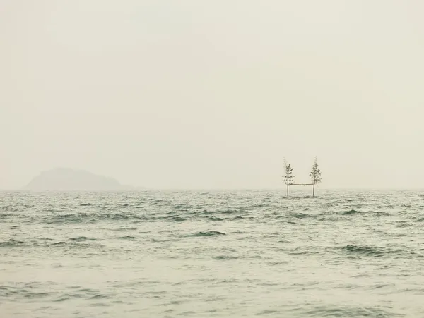Josef Hoflehner, Connected Trees, Japan, 2013