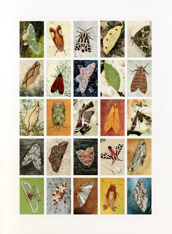 Emmet Gowin, Mariposas Nocturnas, Index No. 41, Mount Totumus, Provincia Santa Clara, Panama, September , 2011