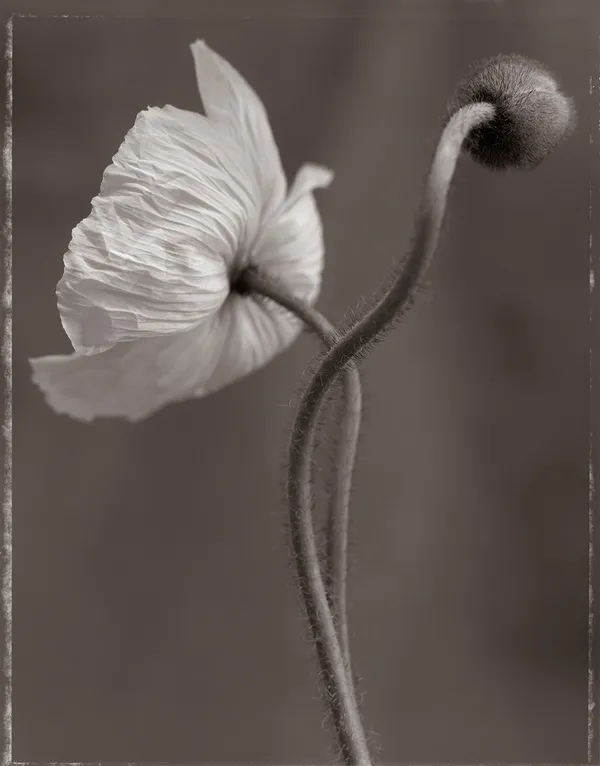 Ron Van Dongen, Papaver nudicaule III (SL23X), 1997