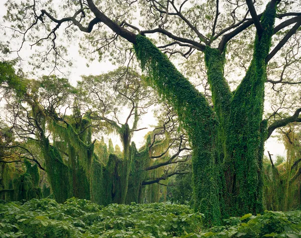 Andrew Moore, Bosque de la Habana, Parque Almendares, La Habana, 1998