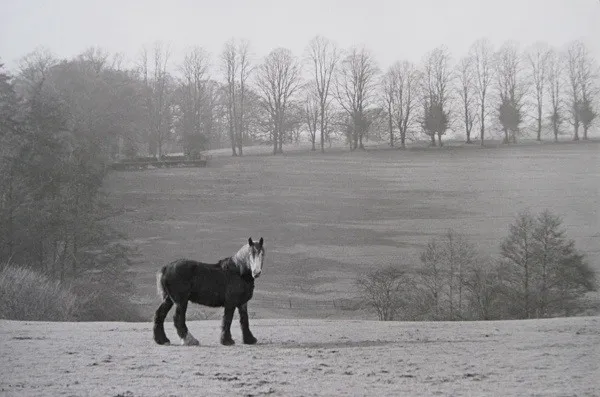 Henri Cartier-Bresson, Sussex, England, 1953