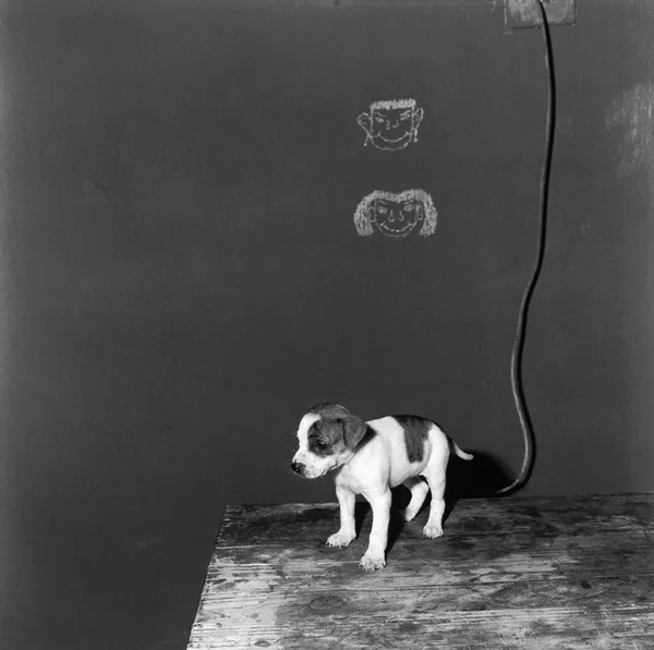 Roger Ballen, Puppy on table, 2000