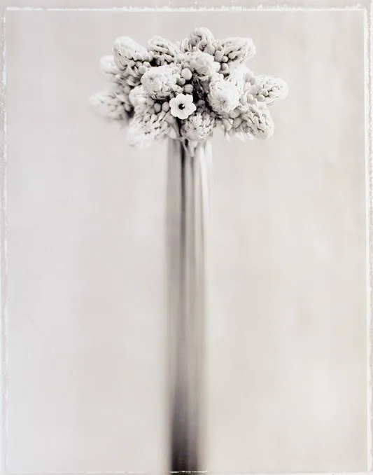 Ron Van Dongen, Ornithogalum Arabicum (SL046), 1998
