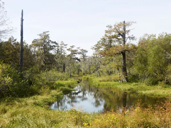 Josef Hoflehner, Alligator Alley, Lafayette, Louisiana, 2013