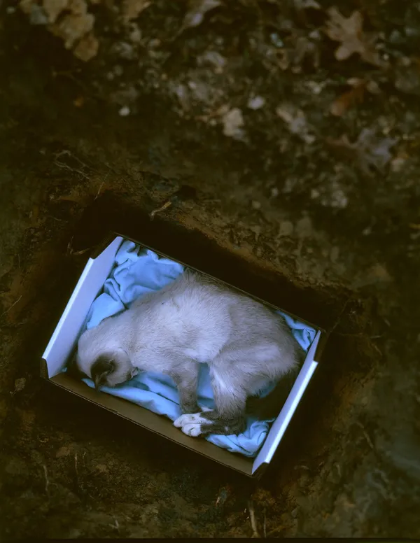 Angela West, Gracie #4, 2006