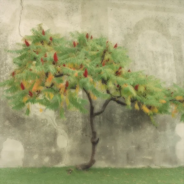 Lynn Geesaman, Villa Gamberaia, Italy, (10-00-16c-12), 2000